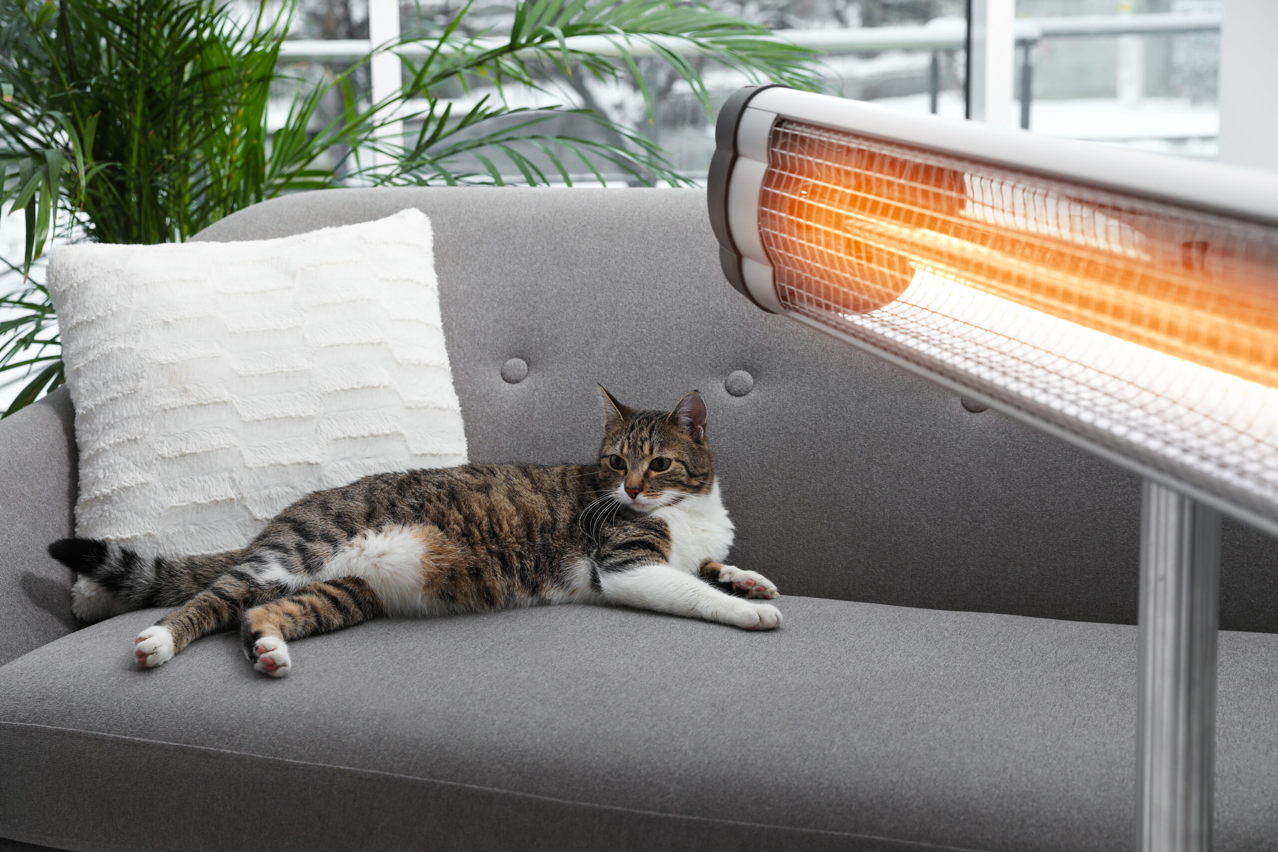 Cat on sofa near modern near infrared heater